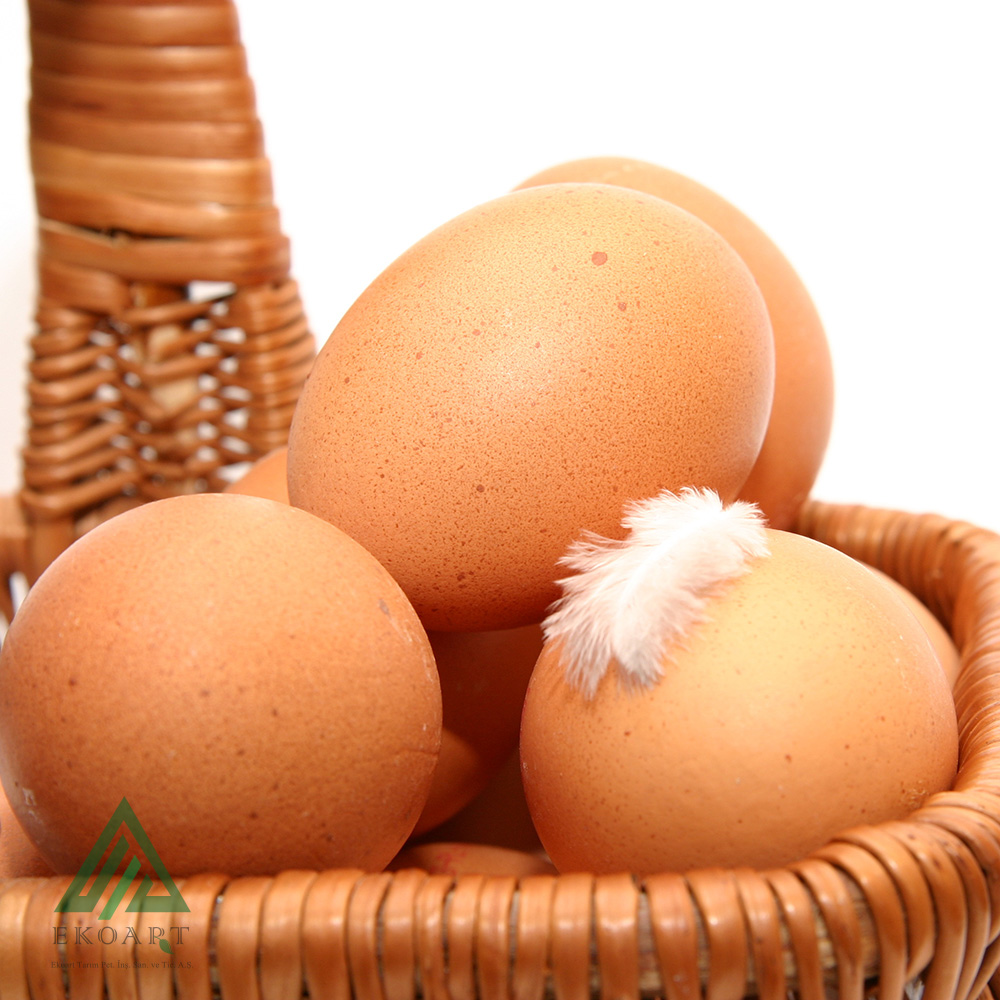 Bir Yumurtanın Organik Olup Olmadığı Nasıl Anlaşılır?